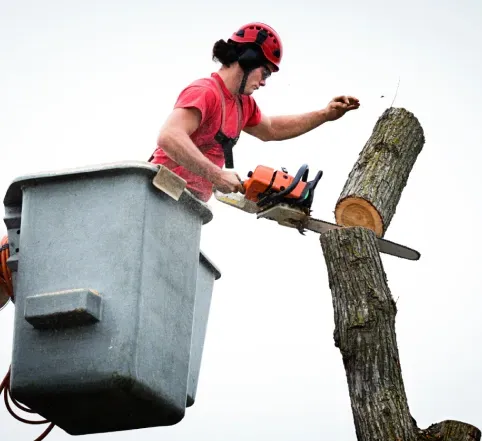 A man in a bucket is using a chainsaw to cut a tree
