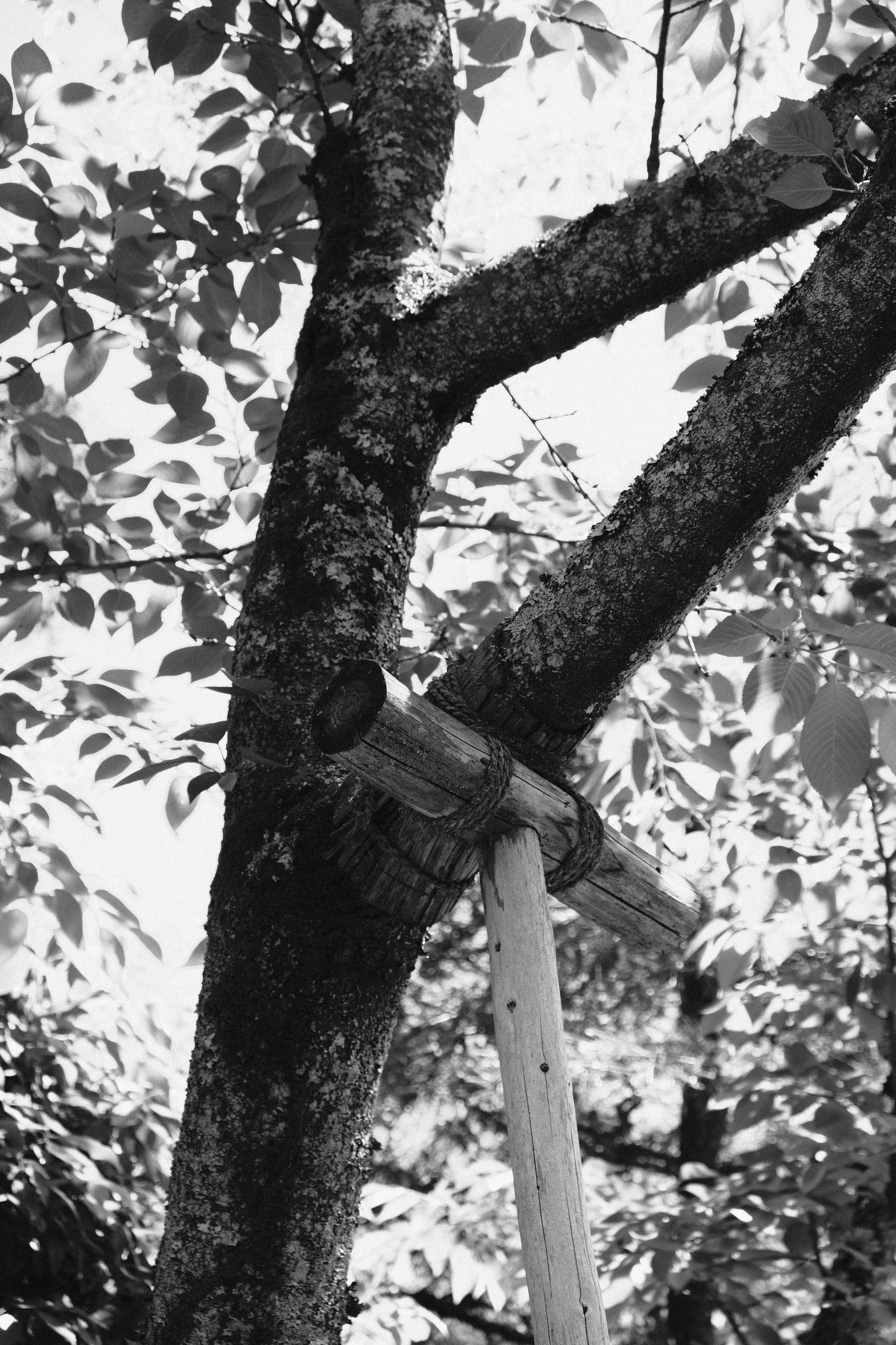 A black and white photo of a tree with a squirrel hanging from it