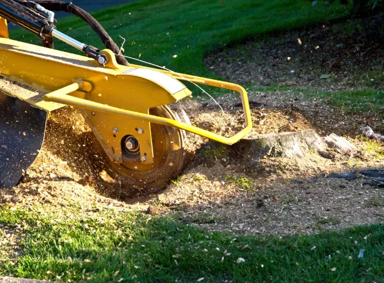 A yellow stump grinder is cutting a tree stump in the grass.