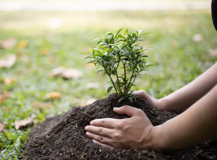 A person is planting a small plant in the dirt.