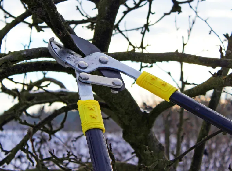 A pair of scissors with yellow handles is cutting a tree branch.