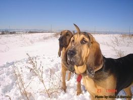 Two dogs are standing in the snow looking at the camera