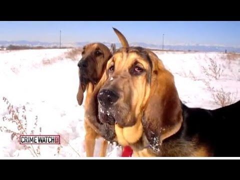 Two bloodhounds are standing in the snow looking at the camera.