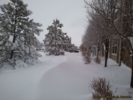 A snowy street with trees covered in snow and a building in the background.