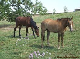 Two horses are standing next to each other in a grassy field.