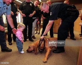 A little girl is standing next to a police dog.