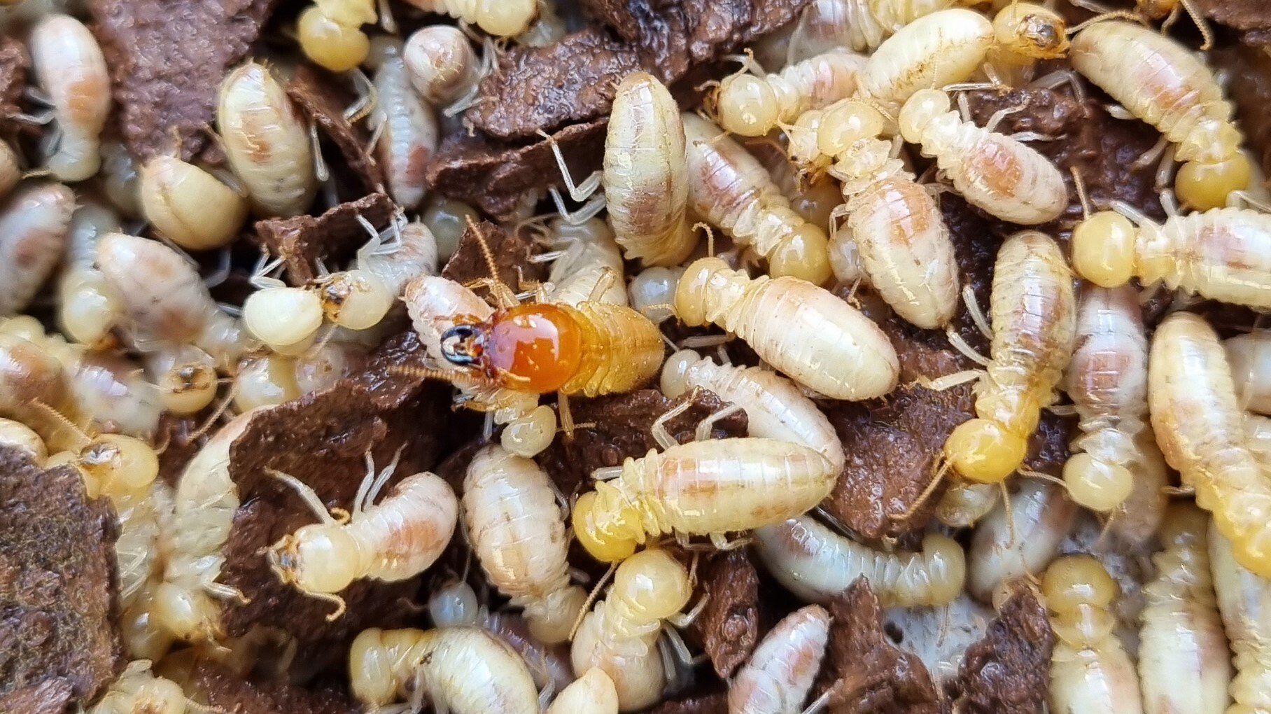 Townsville Termites