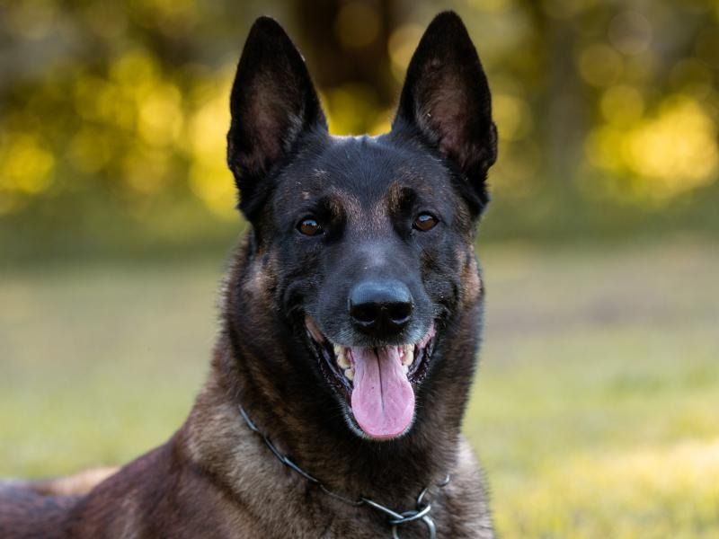 Black & brown German Shepherd with tongue out, sitting outdoors with a blurred green background