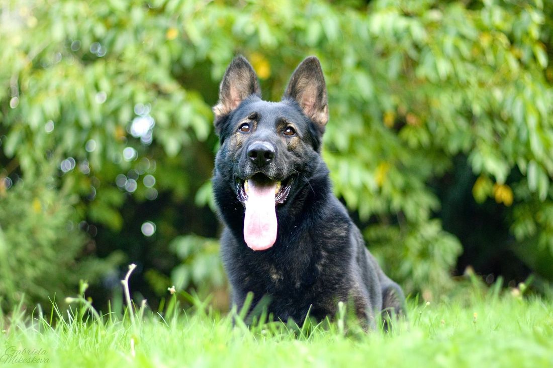 Black German shepherd sitting in green grass, panting with tongue out, against leafy background