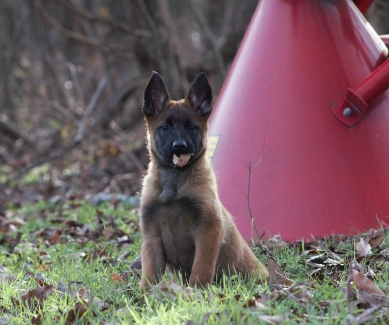 Small brown puppy sitting in grass beside a red bucket, looking at the camera.