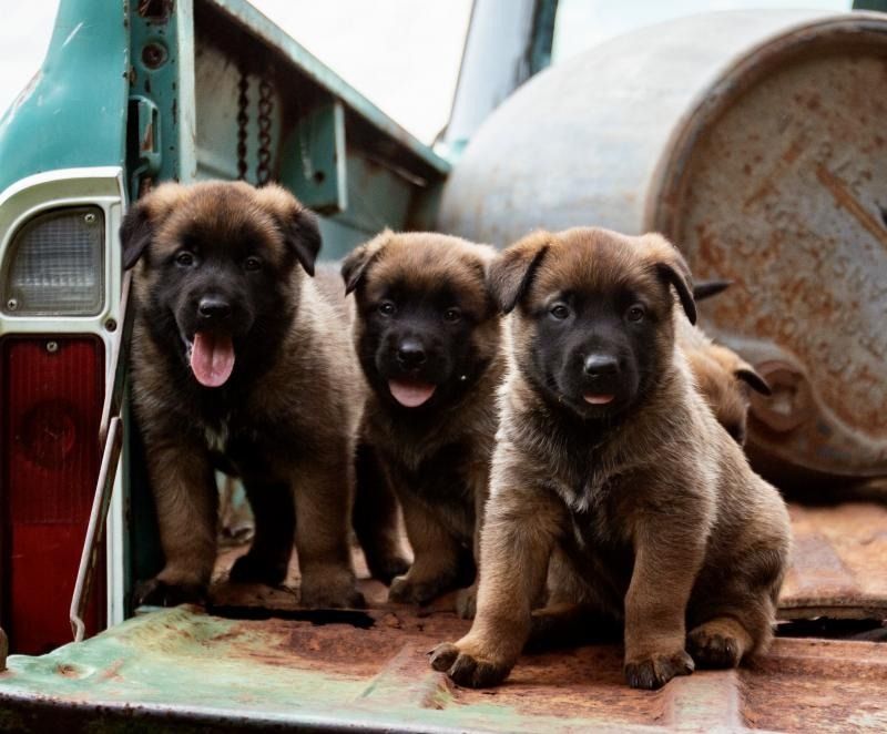 Three fluffy puppies standing on a rusty truck bed, one panting, with a large metal tank behind them