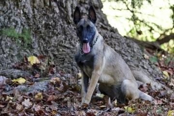 Tan Belgian Malinois sitting by a tree, tongue out, in a leafy outdoor setting.
