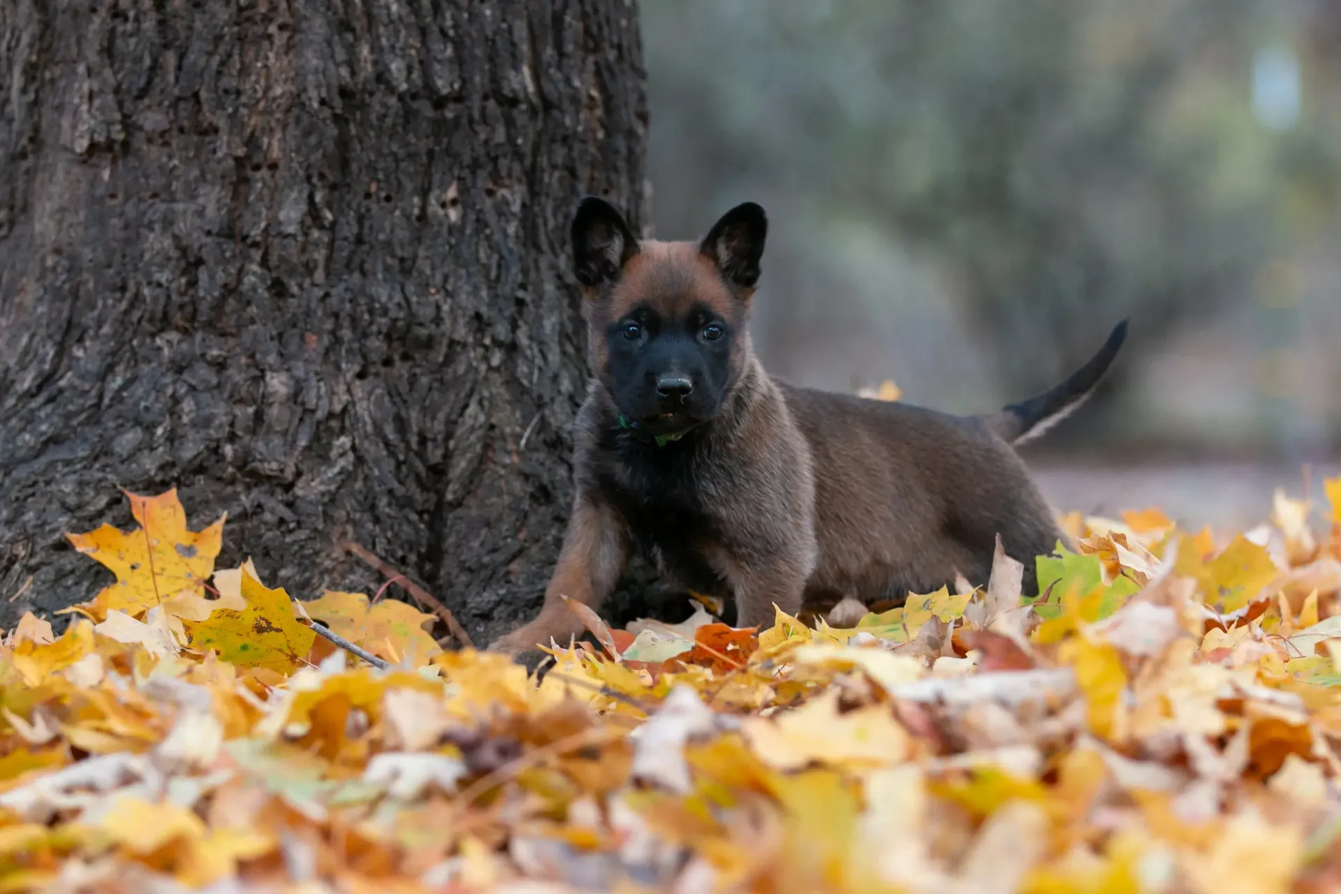 Small brown dog in autumn leaves beside a tree trunk, looking toward the camera.
