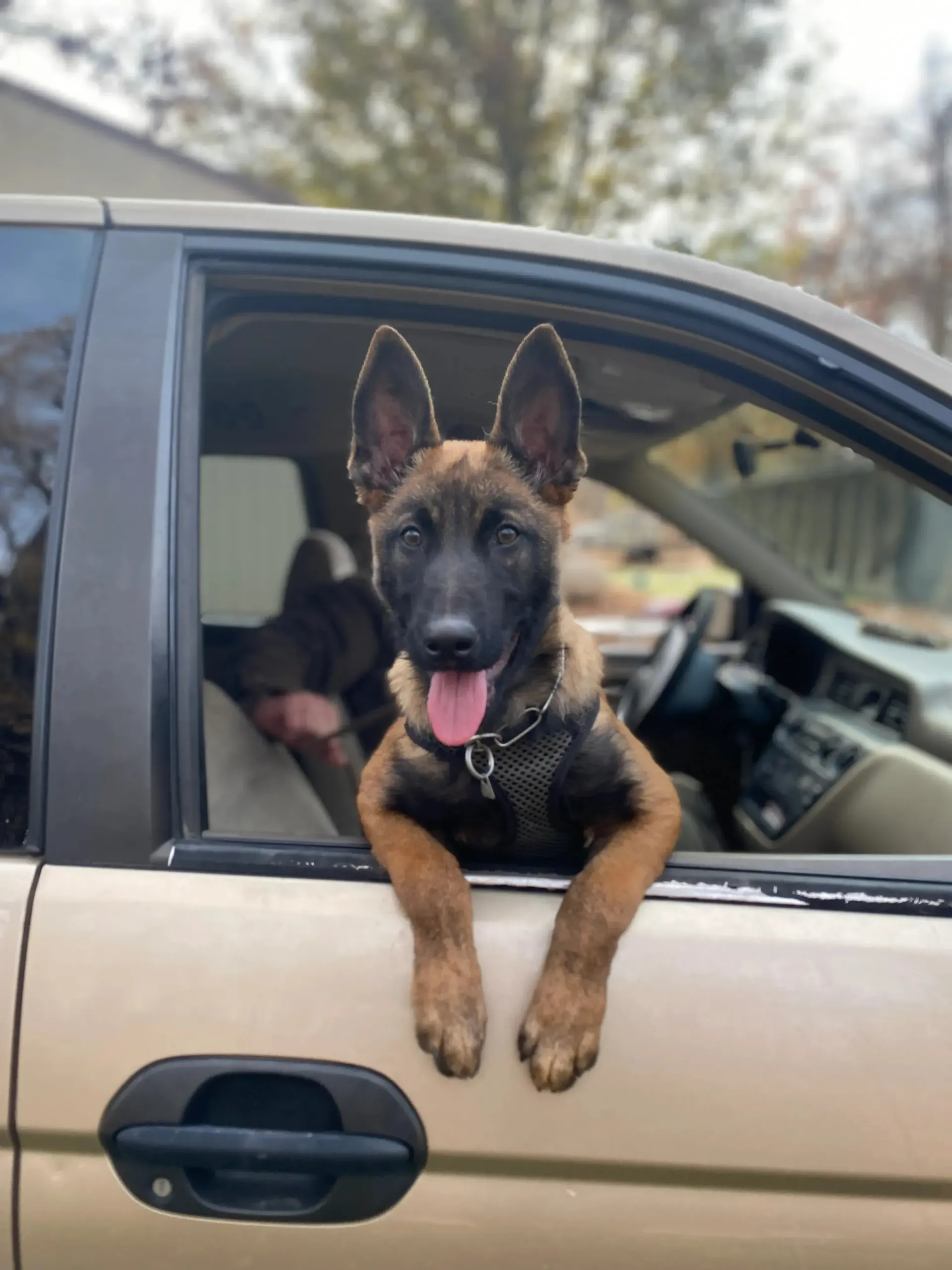 German shepherd puppy leaning out a car window, tongue out, in a beige SUV.