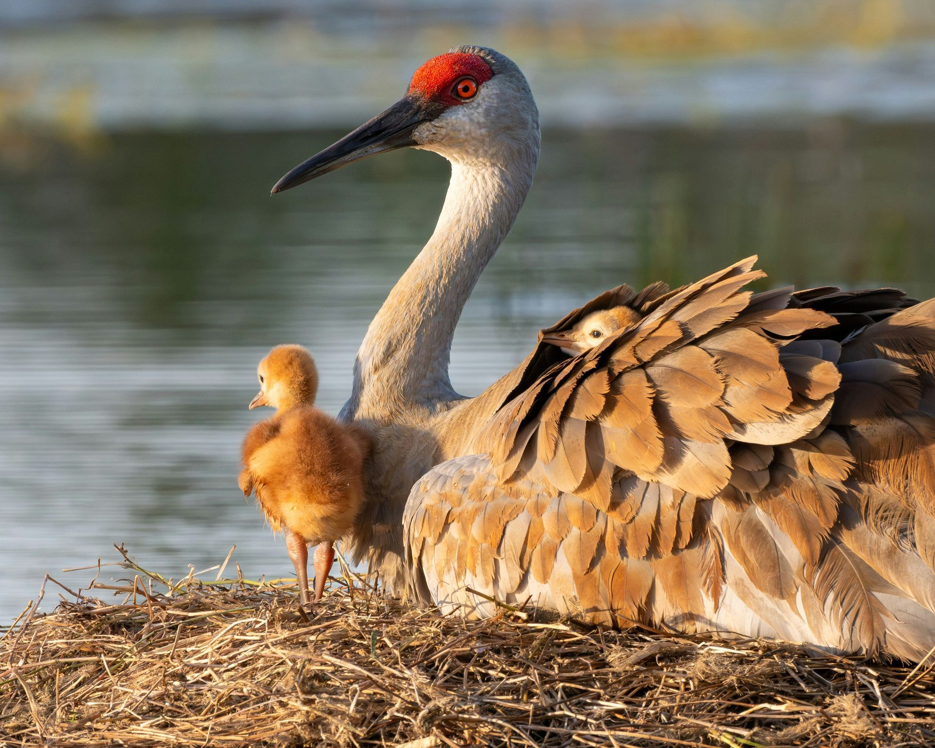 Sandhill crane with chick, near water. Crane has a red head and the chick is fluffy and tan.