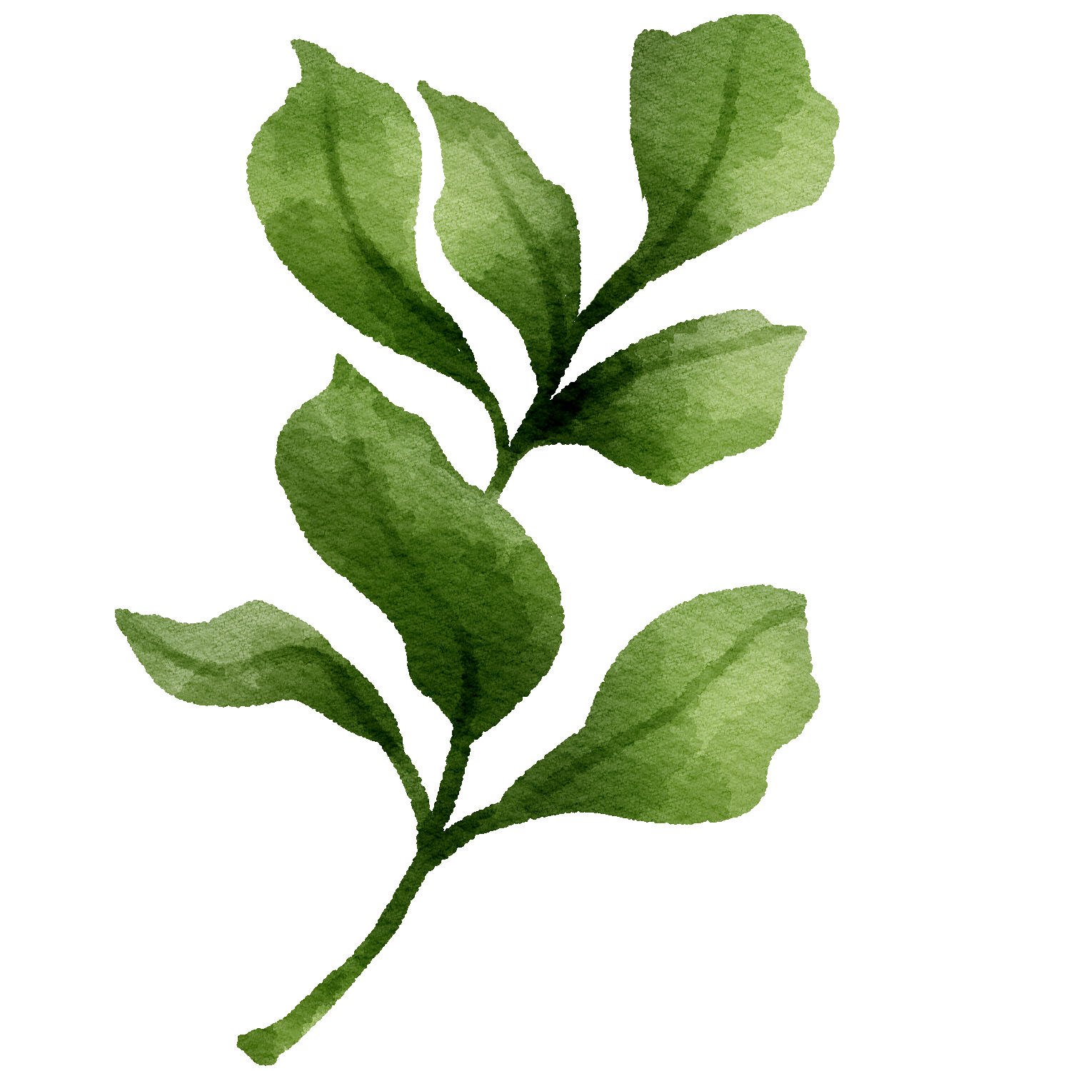 Watercolor illustration of a green leafy branch with soft edges against a white background.