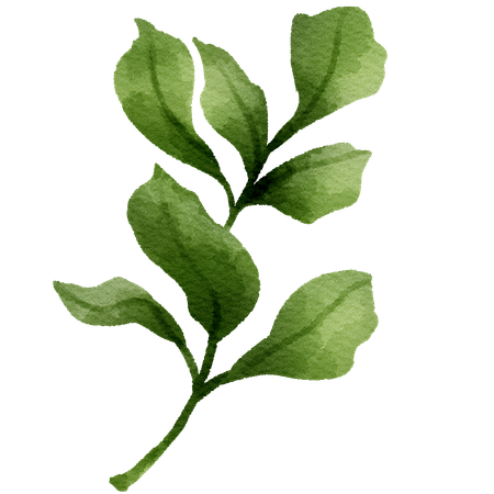 Watercolor illustration of a green leafy branch with soft edges against a white background.