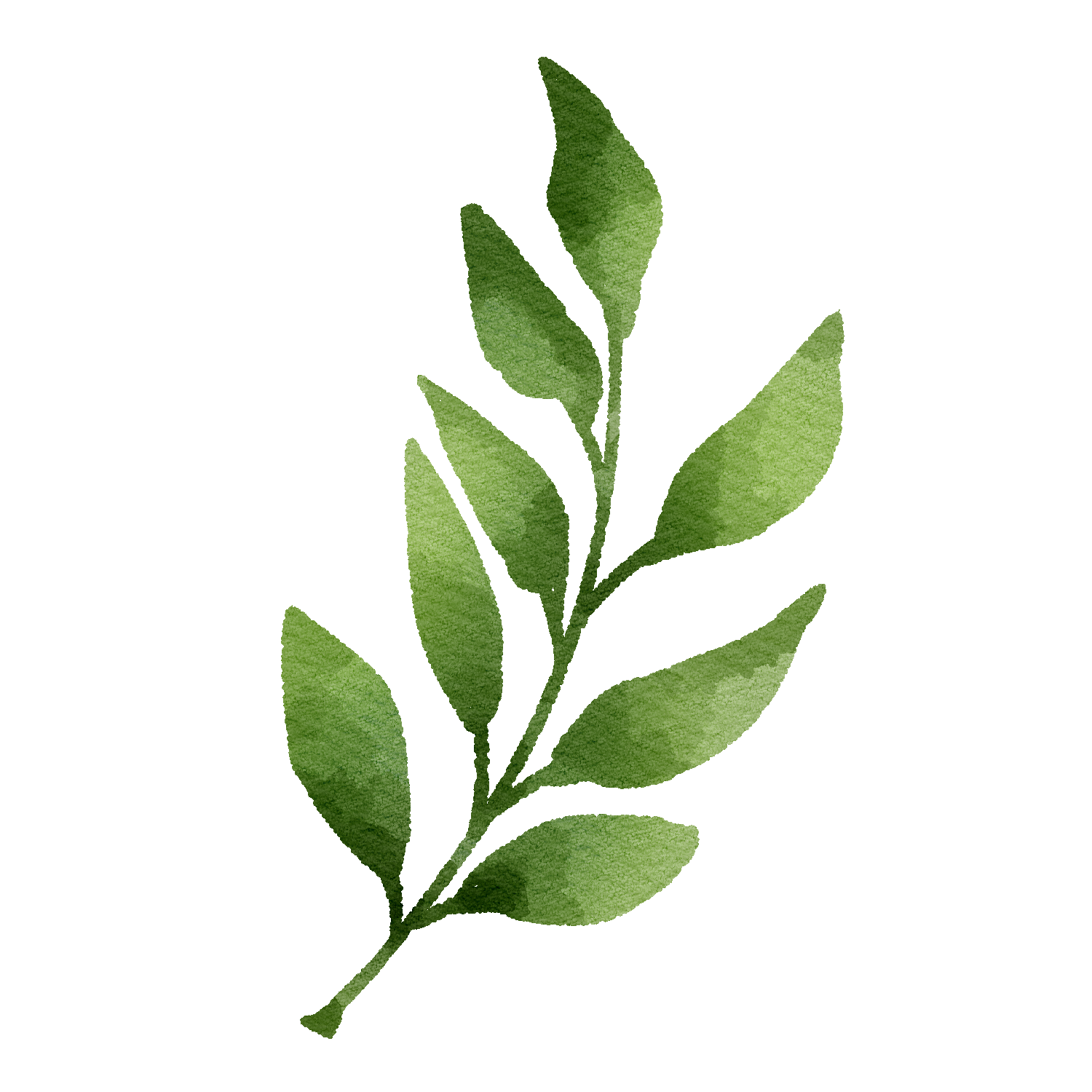 Watercolor illustration of a green leafy branch.