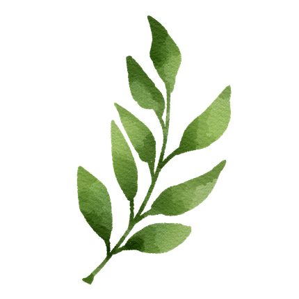 Watercolor illustration of a green leafy branch.