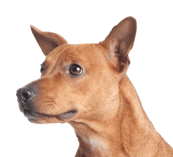 View of dog