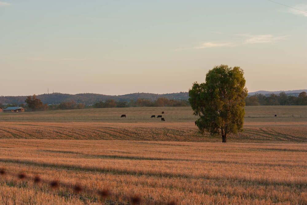 Wagga Wagga's Serene Landscape — Solicitor in Wagga Wagga
