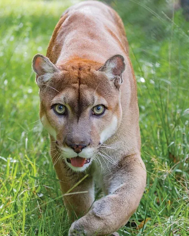 A cougar with pale fur and green eyes walks through tall grass, looking directly at the viewer.