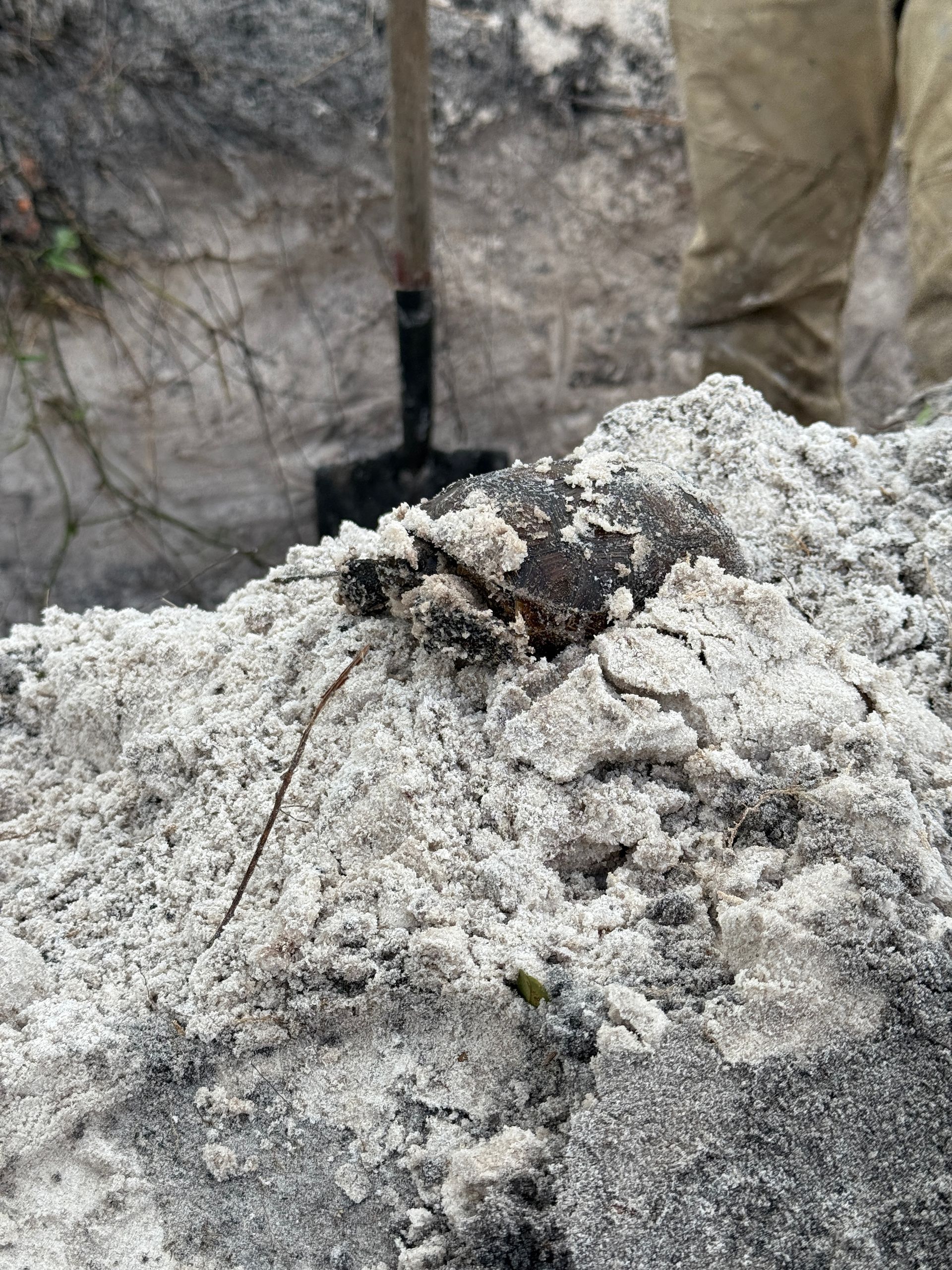Pile of gray sand with a dark object in the center, and a shovel in the background.