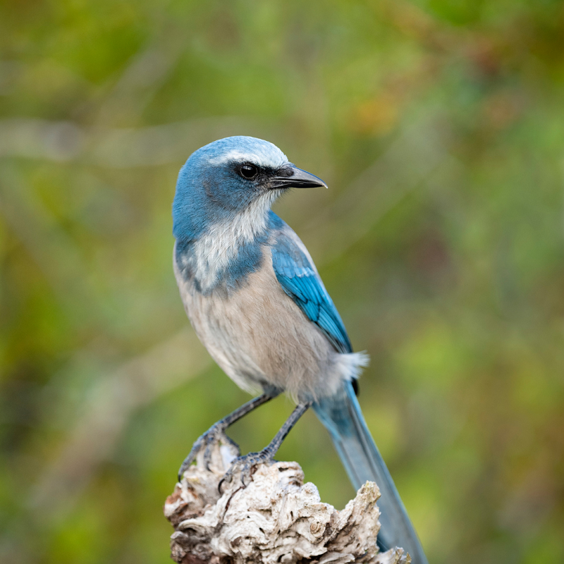 Blue and gray scrub-jay perched on a weathered branch, set against a blurred green background.