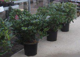 Ashbrook Nursery 2