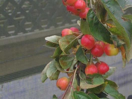 Crab apples