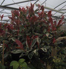 Ashbrook Nursery 1