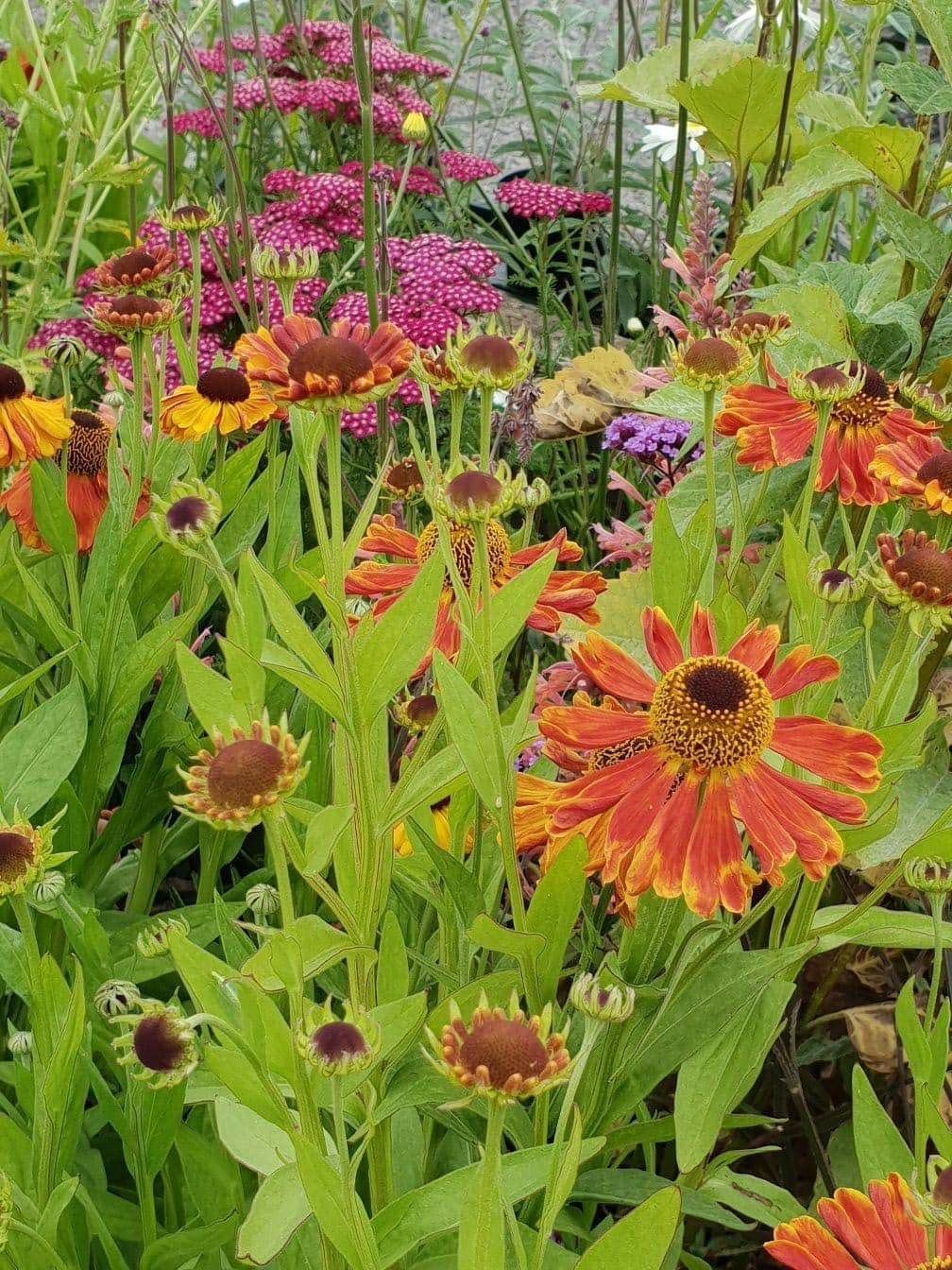 Plants and flowers | Ashbrook Nursery