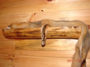 A squirrel is laying on a log on a wooden wall.