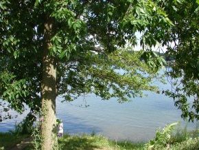 A tree stands in front of a body of water
