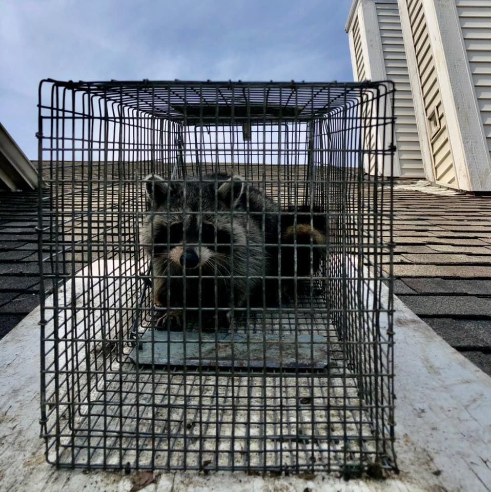 A black and white skunk is standing next to a cage on a sidewalk.