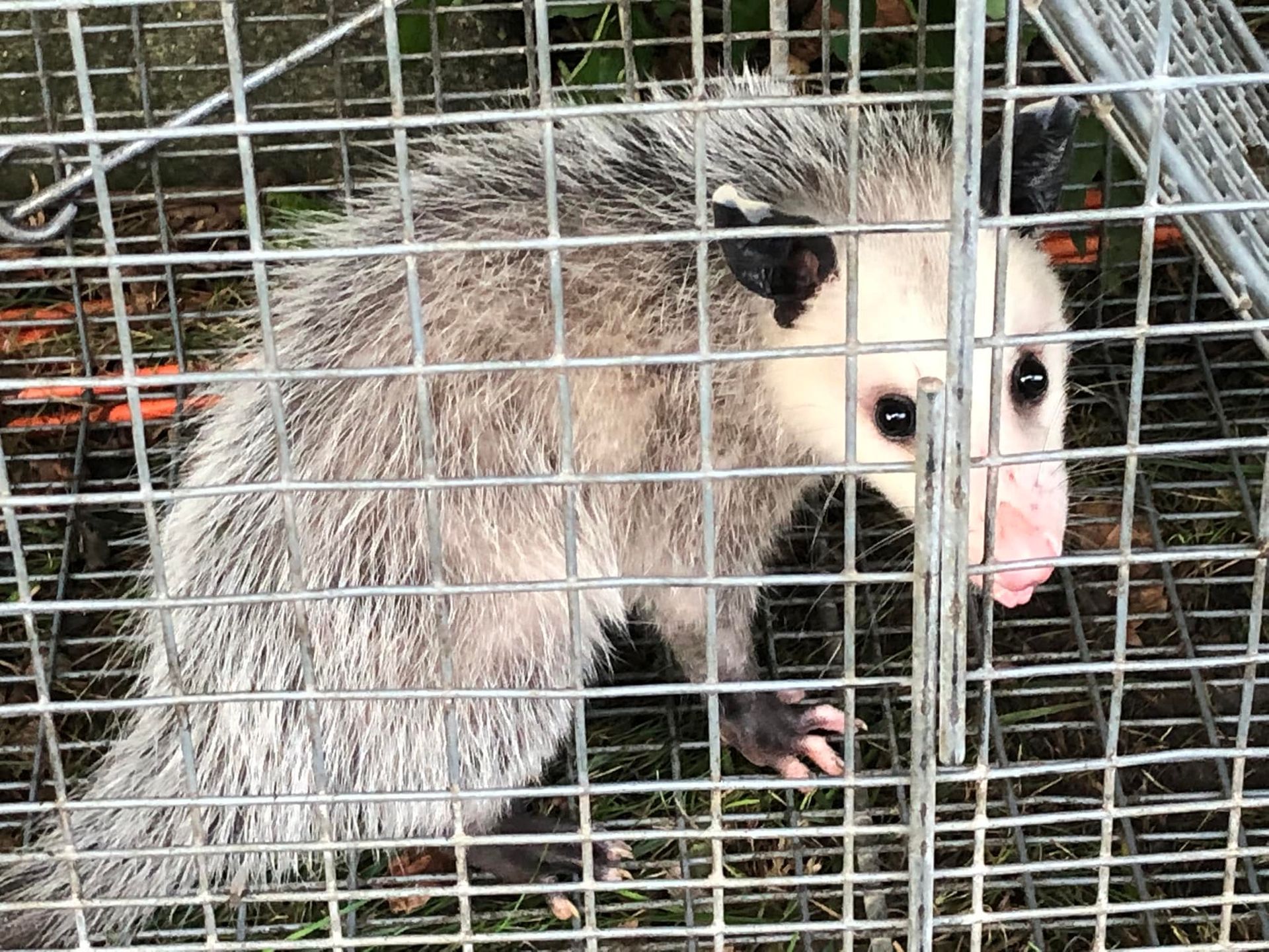 An opossum is sitting in a wire cage.