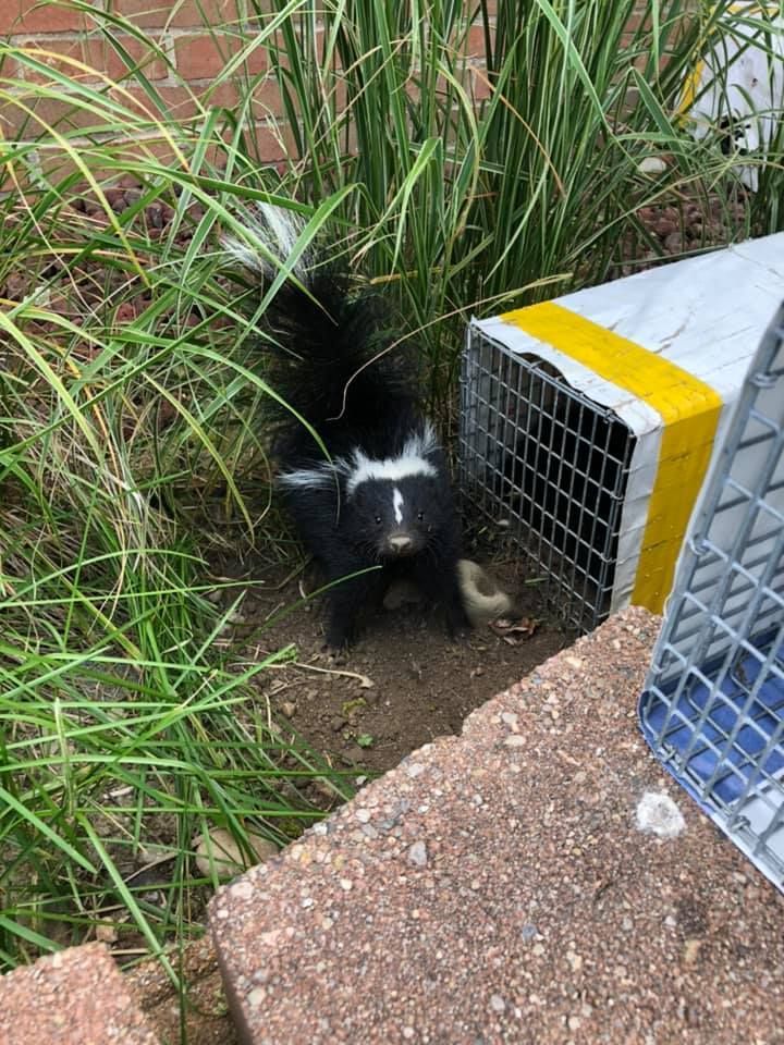A black and white skunk is standing next to a cage on a sidewalk.