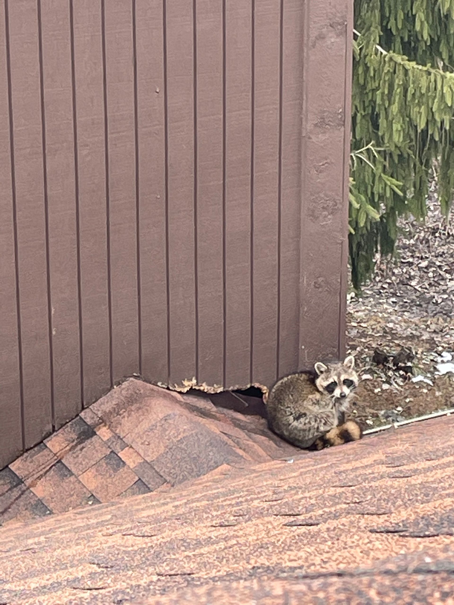 A raccoon is sitting on the roof of a building.