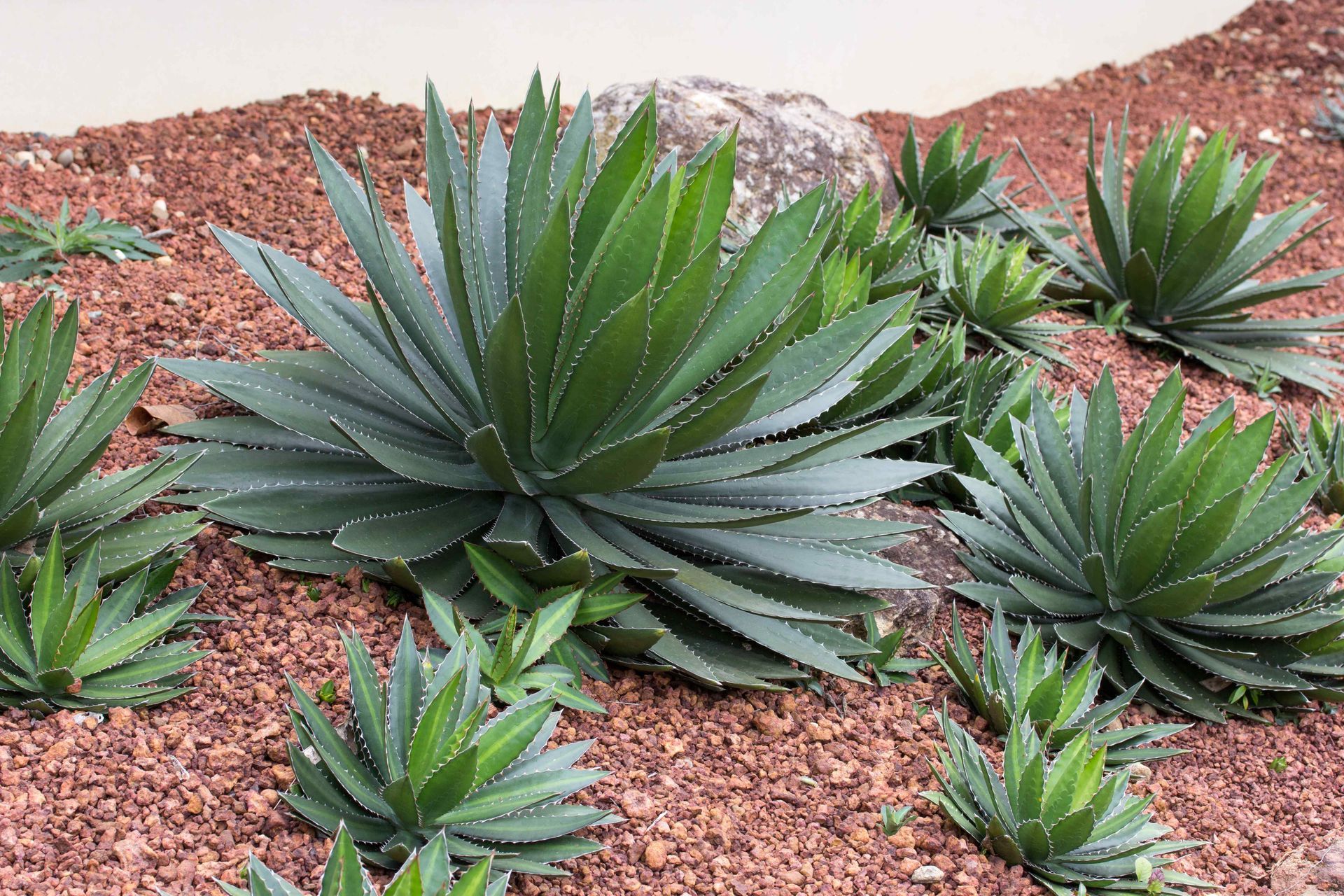 Affordable Xeriscape with Agave Plants in Red Rock Dirt