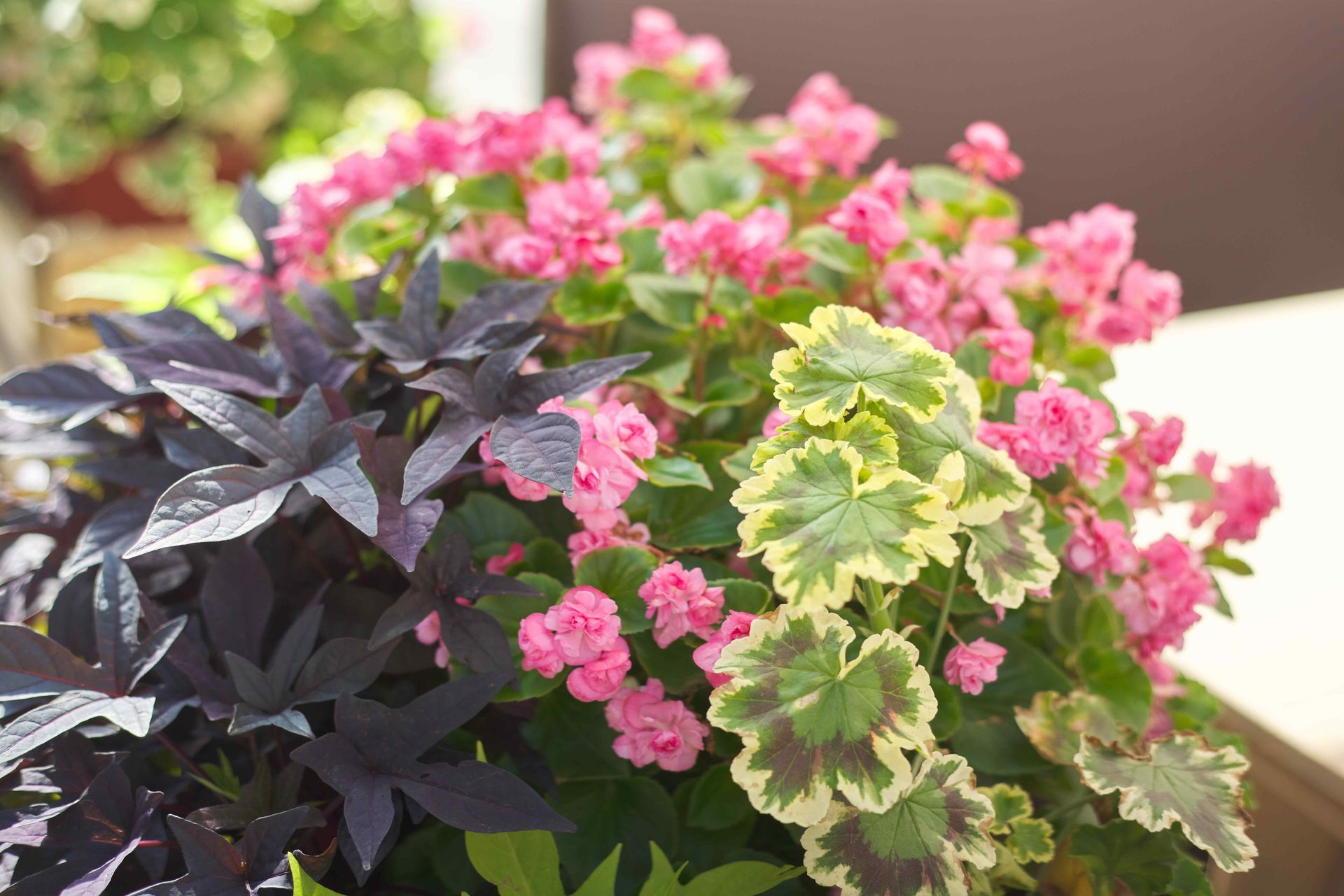 Affordable Flower Bed with Pink Blooms and Green Leaves
