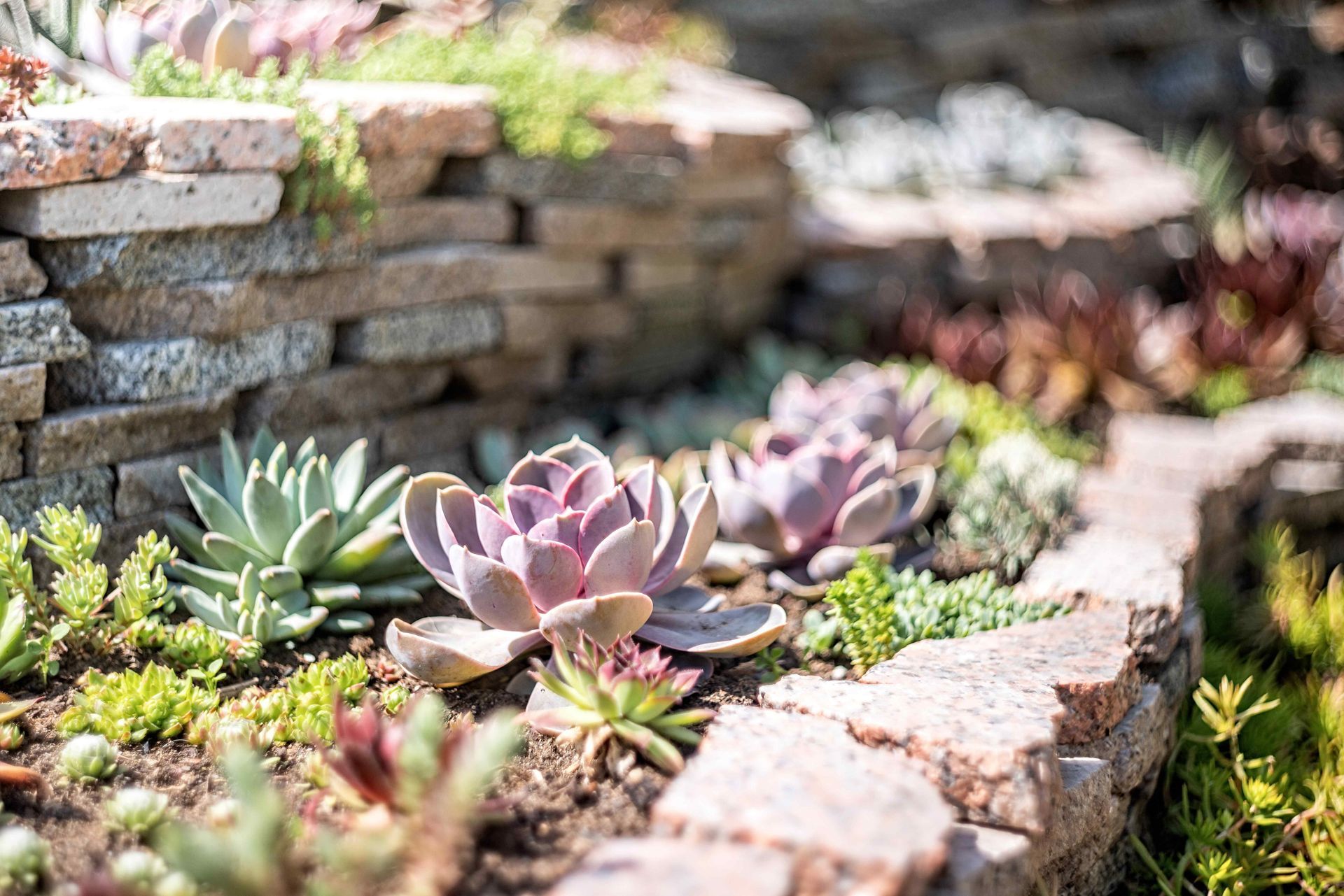 Affordable Succulent Xeriscape Garden with Multiple Tiers Separated by Small Rock Retaining Walls