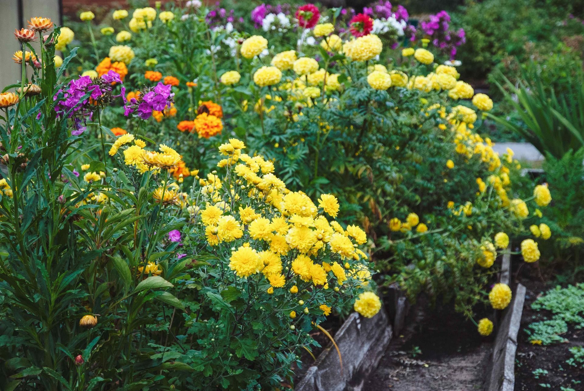 Affordable Flower Bed with Yellow and Orange Marigolds