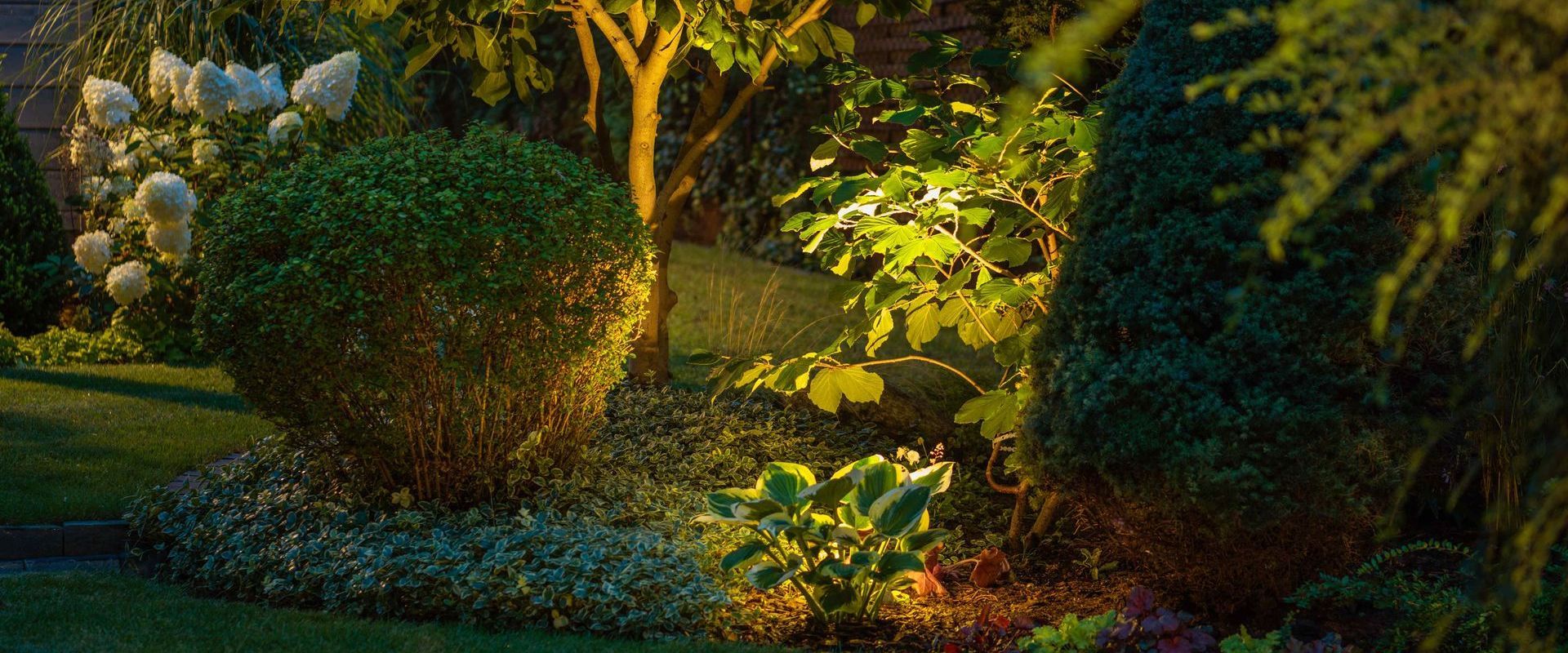 Garden Plants With Ambient Ground Lighting