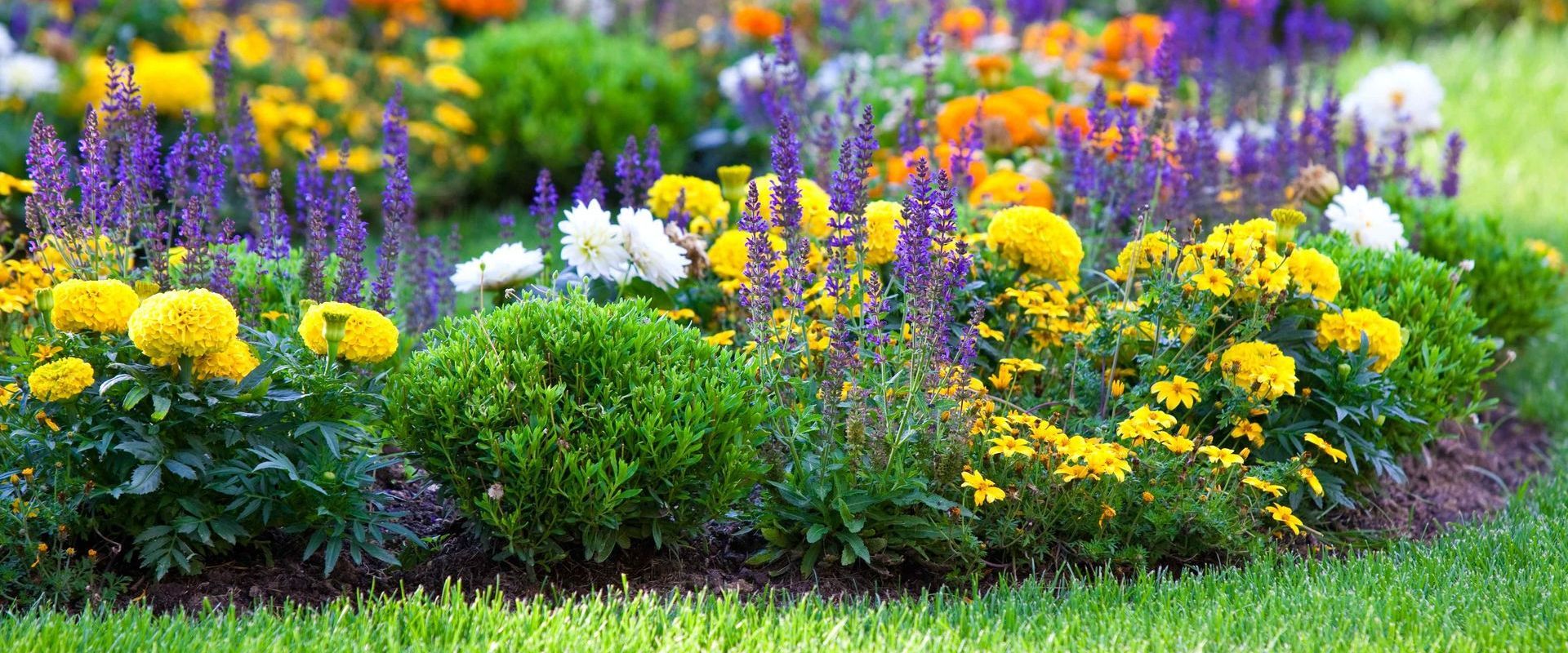 Multicolored Flower Bed Next To Lawn