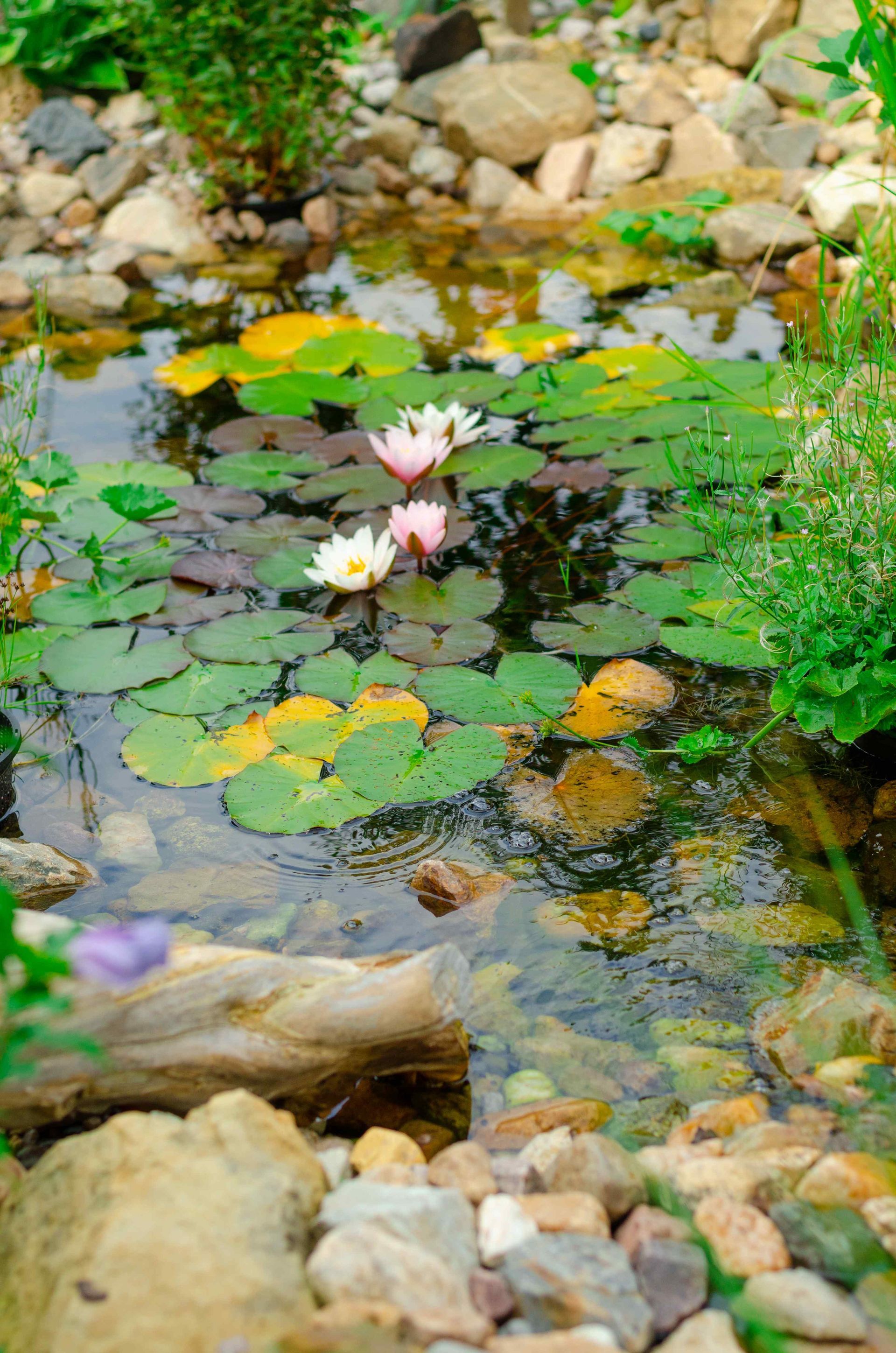 Affordable Natural Pond Water Feature with Lilly Pads