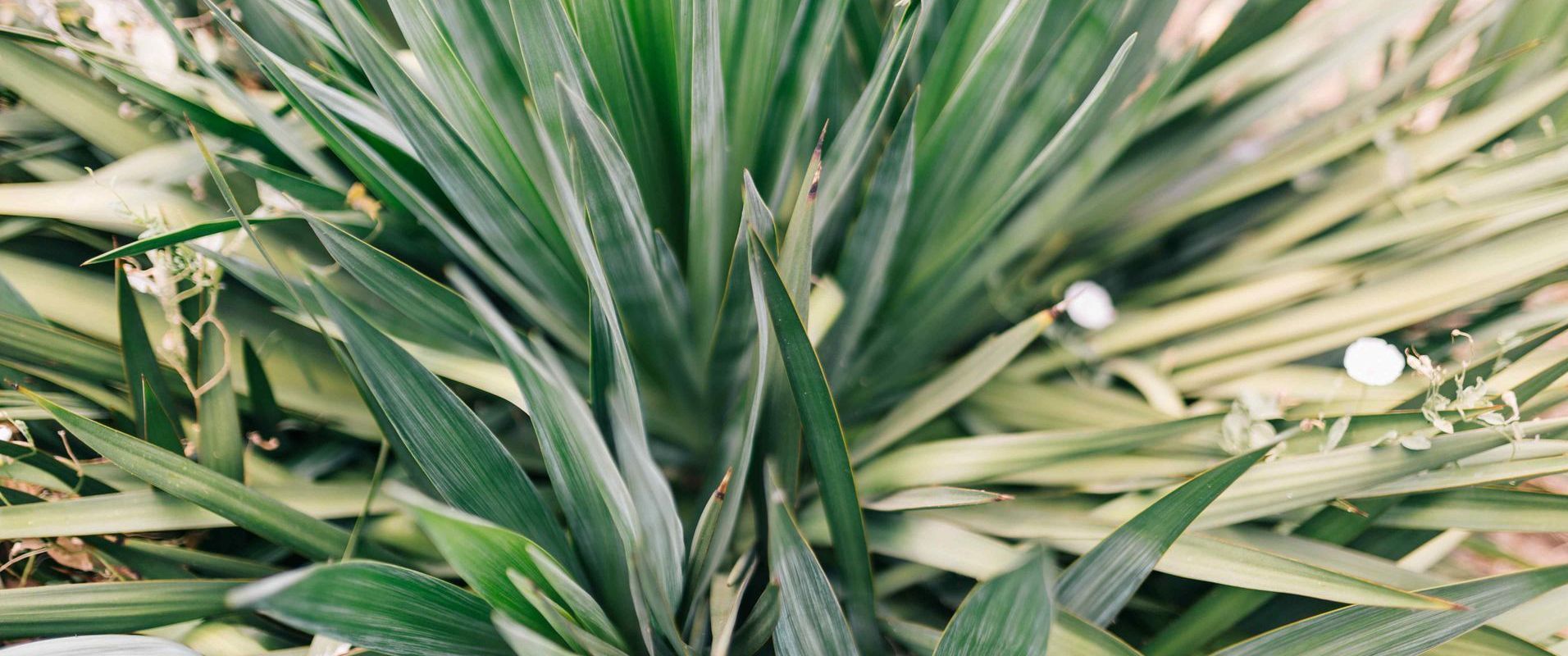 Spikey Green Leaves Of Yucca Plant