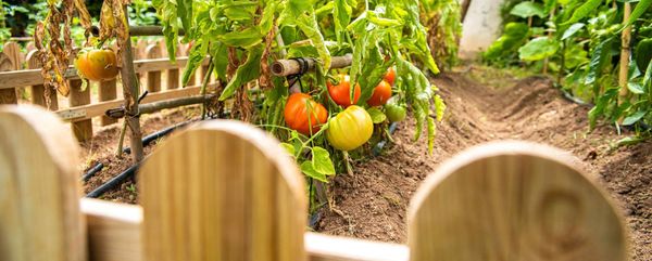 Vegetable Garden With Tomatoes Ripening in the Sun