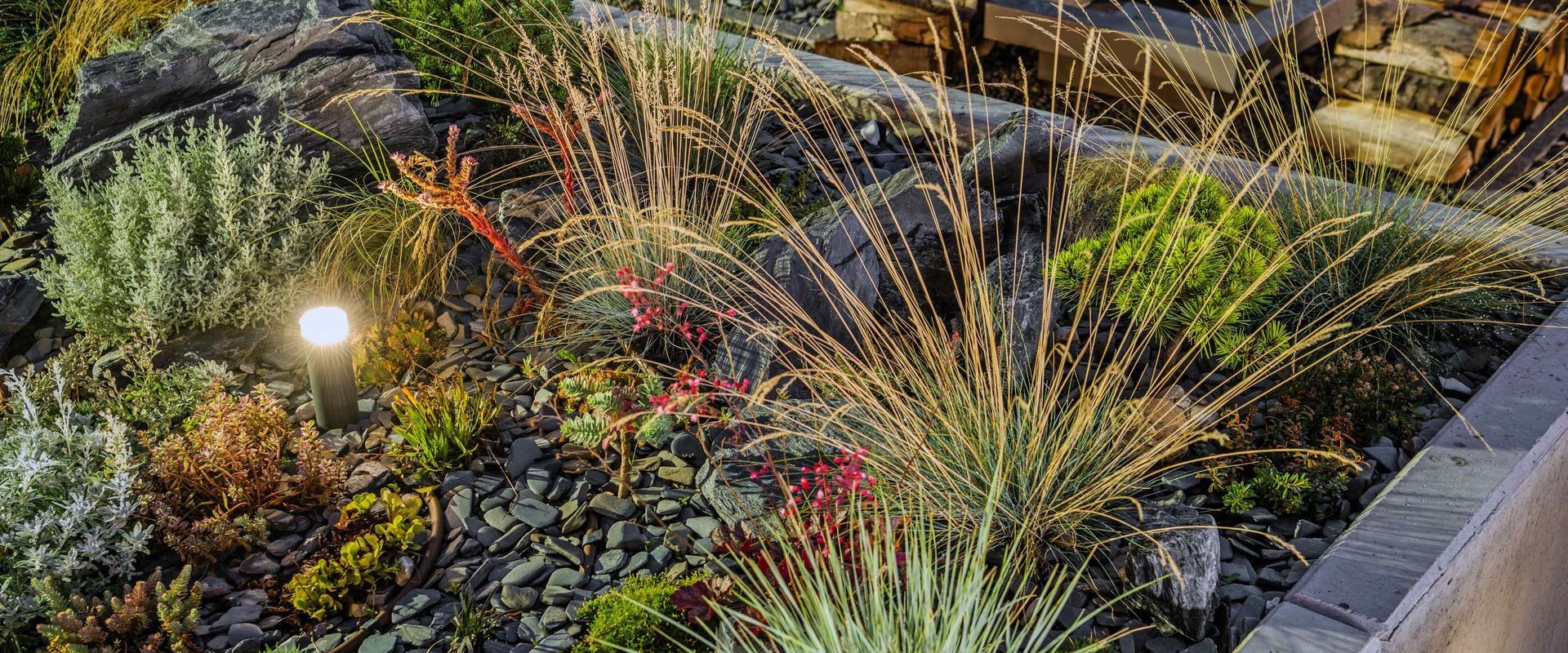 Xeriscape Garden Illuminated At Night