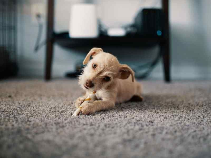 A puppy is laying on the floor chewing on a stick.