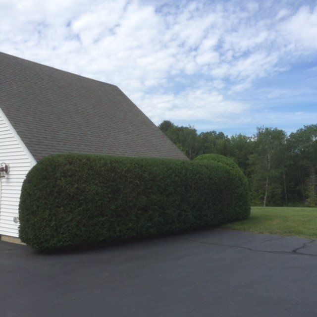 View of a green bush